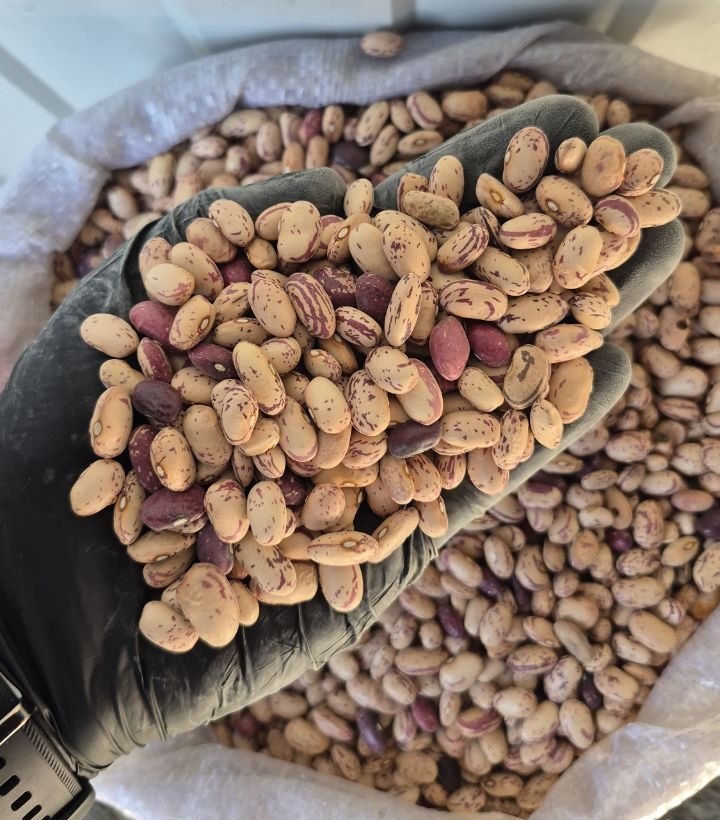 لوبیا چیتی